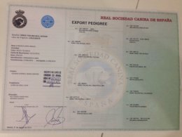 pedigree do kodiak.jpg