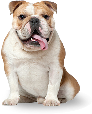 bulldog